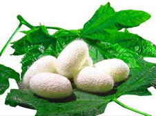 【洗護(hù)分享】——真絲的養(yǎng)護(hù)